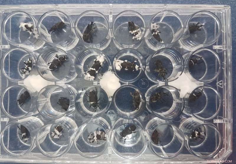 New Fungus Shows Promise in Battling Banana Borer and Fusarium Wilt, Boosting Plantation Yields