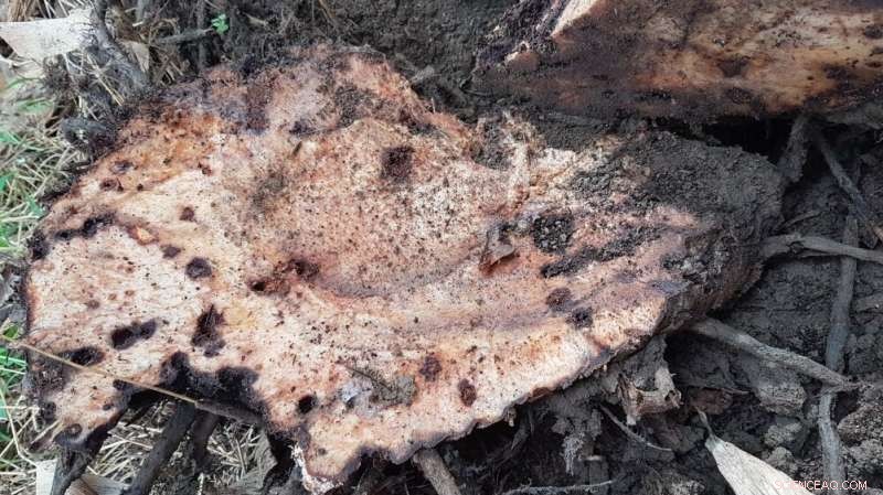 New Fungus Shows Promise in Battling Banana Borer and Fusarium Wilt, Boosting Plantation Yields