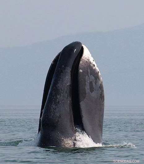 Gene Duplication Slows Cell Division, Contributing to Bowhead Whale Longevity