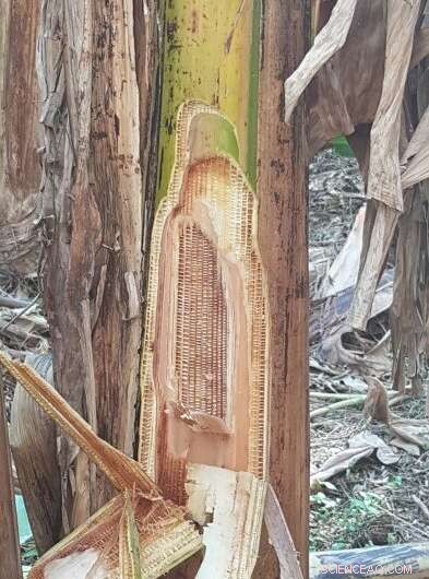New Fungus Shows Promise in Battling Banana Borer and Fusarium Wilt, Boosting Plantation Yields