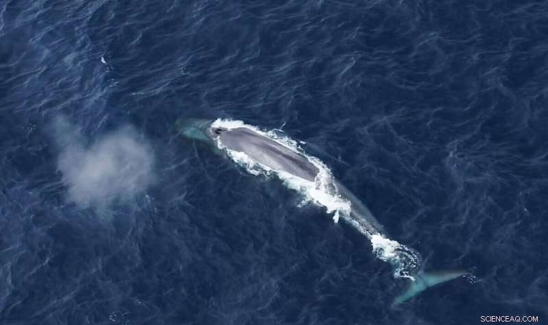 AI Surpasses Human Experts in Blue Whale Call Detection