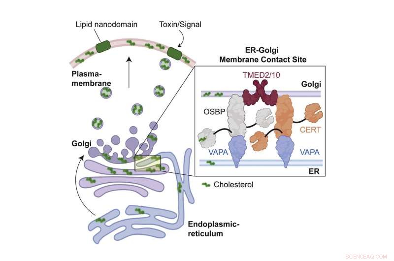How Toxic Molecules Reveal Key Cellular Mechanisms