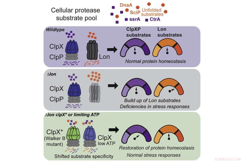New Cellular Insights: How ClpX Enzyme Mitigates Stress, Revealed by Latest Research