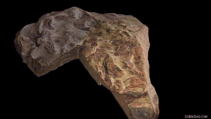 New Fossil Reveals Complete Anatomy of 436-Myr-Old Jawed Fish Xiushanosteus mirabilis