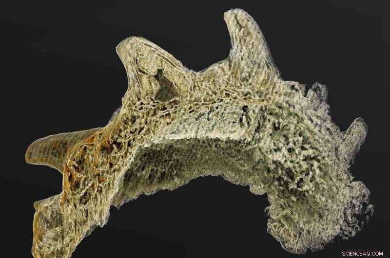 Ancient Fish Fossils Rewrite Vertebrate Evolution Timeline