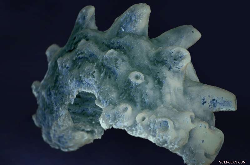 Ancient Fish Fossils Rewrite Vertebrate Evolution Timeline