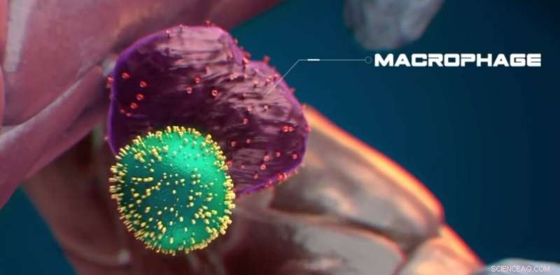 Macrophages Ensure Stem Cell Quality by Vetting Cellular Health