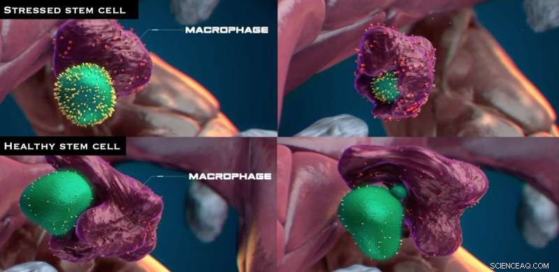 Macrophages Ensure Stem Cell Quality by Vetting Cellular Health