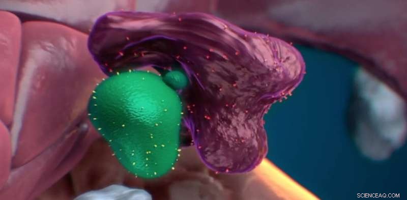 Macrophages Ensure Stem Cell Quality by Vetting Cellular Health