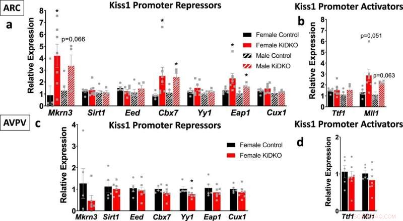 Study Uncovers Novel Mechanism in Reproductive Function Through Kiss1 Neuronal Analysis