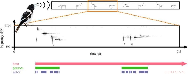 How Song Order Shapes Rhythm Timing in Songbirds: A Scientific Analysis
