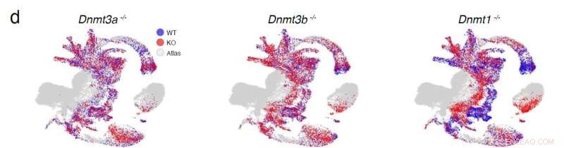 Babraham Institute Uncovers DNA Methylation’s Role in Cell Fate via Single‑Cell Analysis