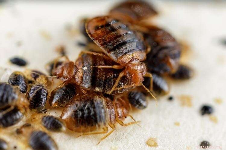 New Study Finds Bed Bugs Release High Levels of Histamine, Raising Health Concerns