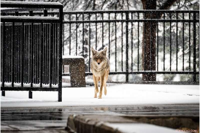 Urban Coyotes in NYC Thrive on Native Prey, Study Finds