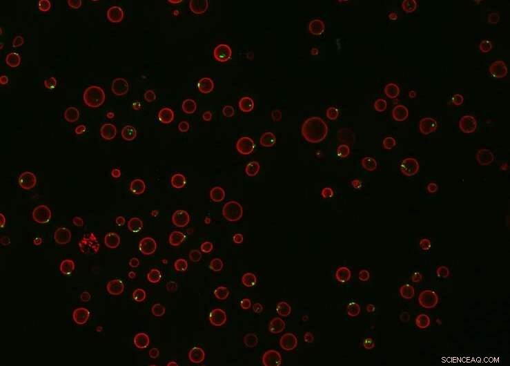 Novel Protein Identified: A Breakthrough Pathway for Life‑Saving Antifungal Therapies