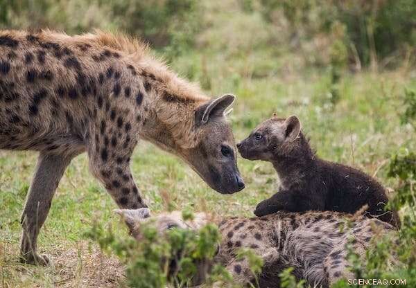 Sex & Power in the Animal Kingdom: 7 Surprising Species That Challenge Conventional Wisdom