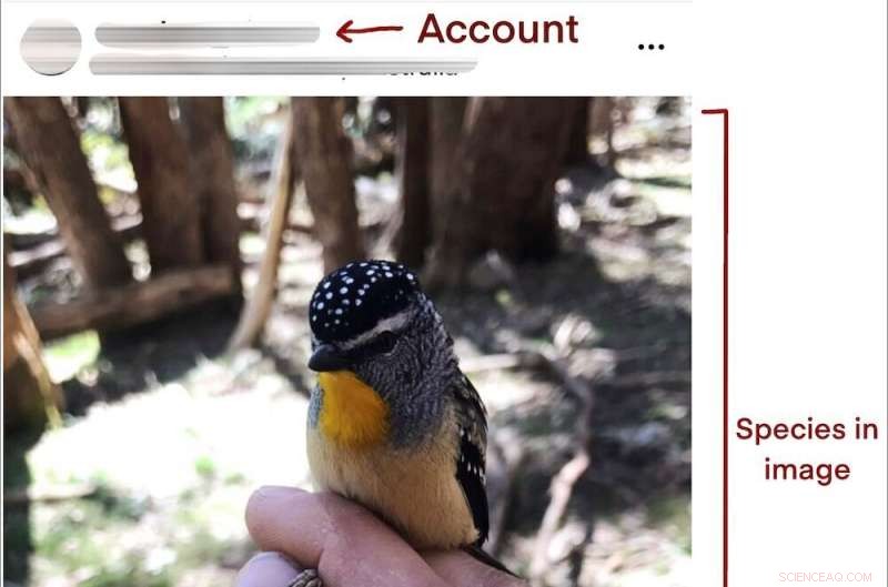 Beyond Cute Koalas: How Lizards, Bugs, and Other Creatures Can Thrive as Instagram Influencers