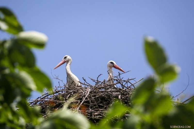 Half of the World’s Birds are Declining, Species Race Toward Extinction