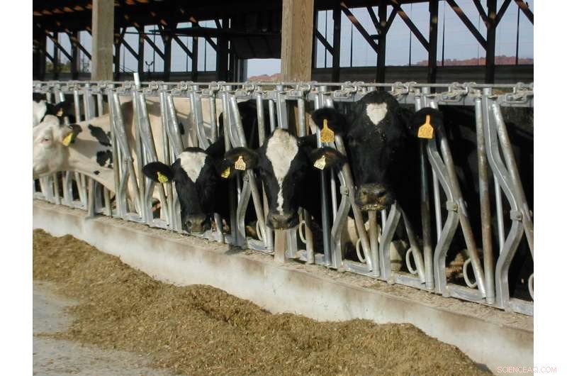 Feeding Behavior Traits Predict Feed Efficiency in Holstein Cows