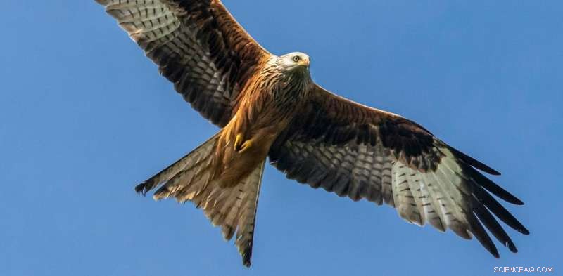 Climate Change Leaves Red Kite Chicks with Lifelong Scars, Threatening Wildlife Conservation