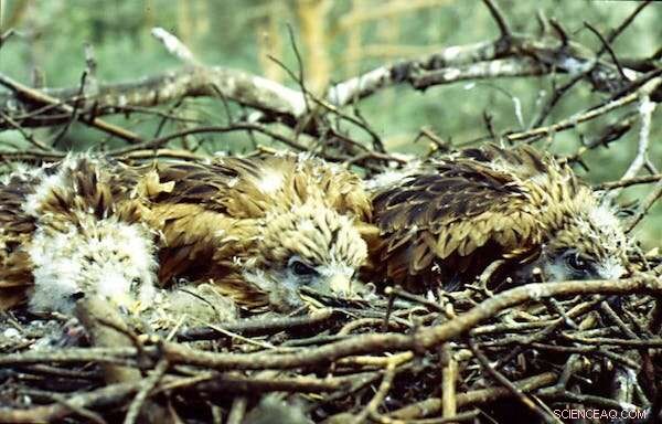 Climate Change Leaves Red Kite Chicks with Lifelong Scars, Threatening Wildlife Conservation