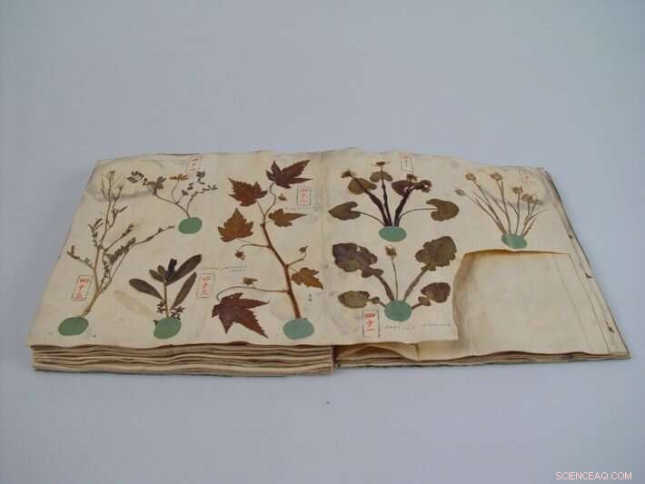 Unveiling Plant History: Insights from the Siebold Herbarium Collection
