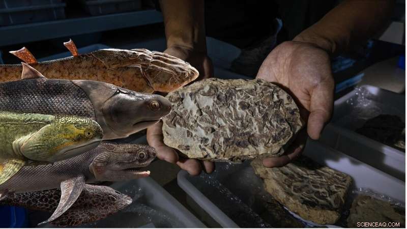 New Silurian Fossil Hoard Sheds Light on Early Fish Evolution