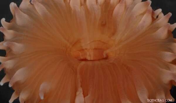 Larval Resilience of Antarctic Cold‑Water Corals Suggests Climate‑Change Adaptation