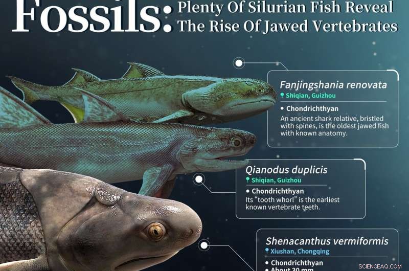 New Silurian Fossil Hoard Sheds Light on Early Fish Evolution