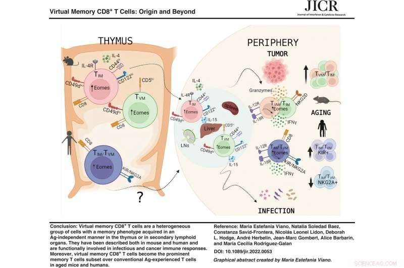 Virtual Memory CD8+ T Cells: Insights from Mouse Models and Human Studies