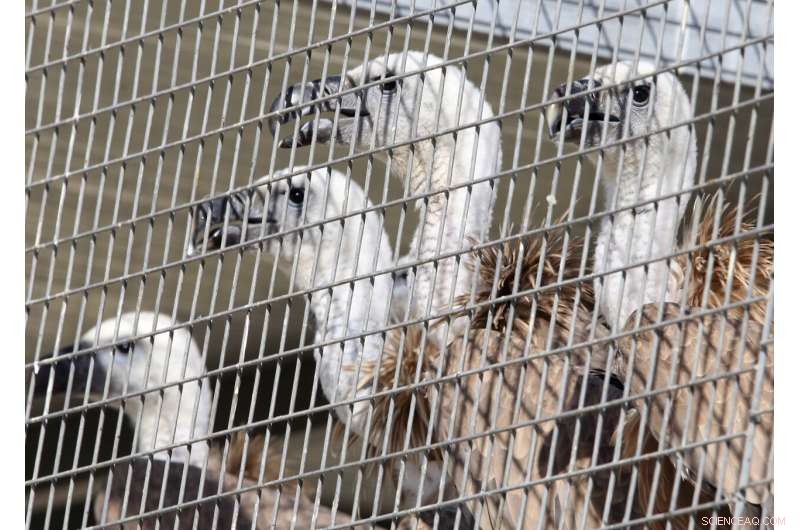 15 Griffon Vultures Released in Cyprus to Revive Local Population
