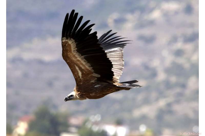 15 Griffon Vultures Released in Cyprus to Revive Local Population