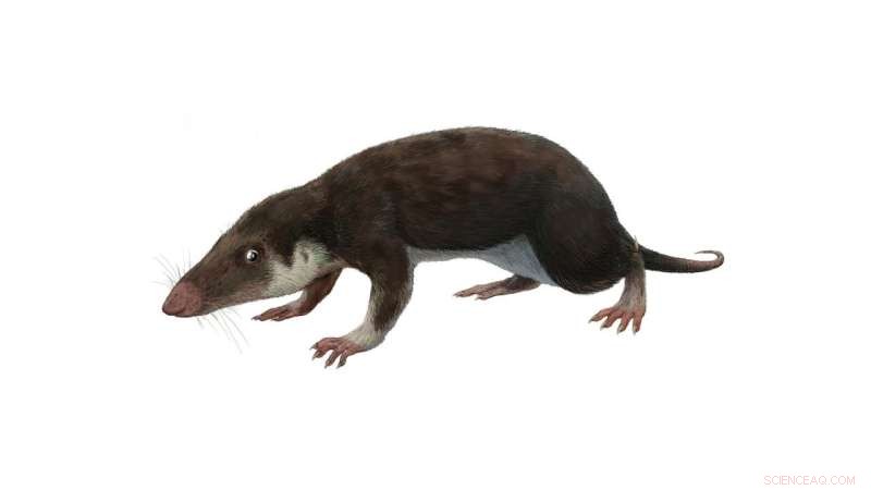 Scientists Reconstruct Genome of the Earliest Mammalian Ancestor, Illuminating Evolution