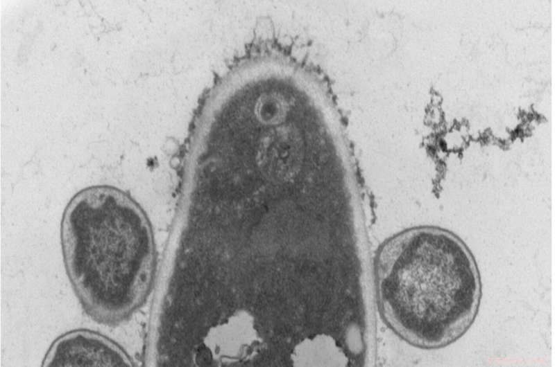 New Predator Found Threatening Ecosystems: Scientists Uncover Cyanoraptor s Devastating Impact