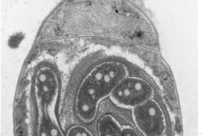 New Predator Found Threatening Ecosystems: Scientists Uncover Cyanoraptor s Devastating Impact