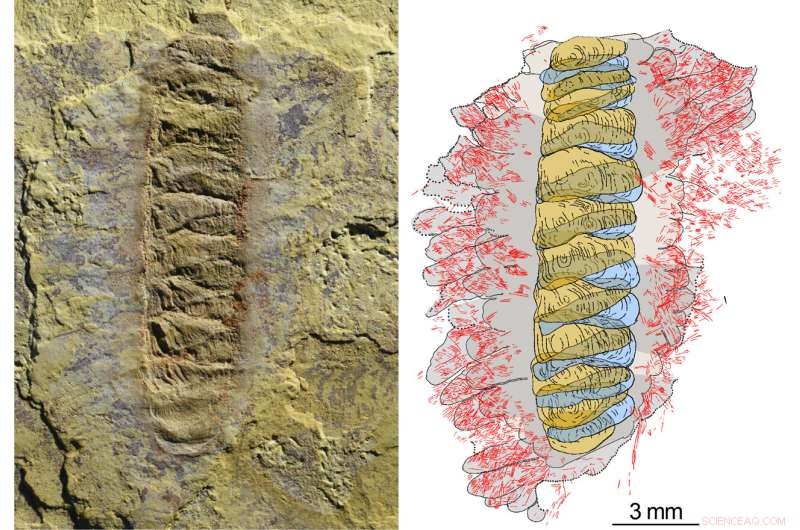 Ancient Armored Worm Illuminates the Ancestry of Three Major Animal Lineages