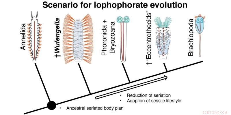 Ancient Armored Worm Illuminates the Ancestry of Three Major Animal Lineages