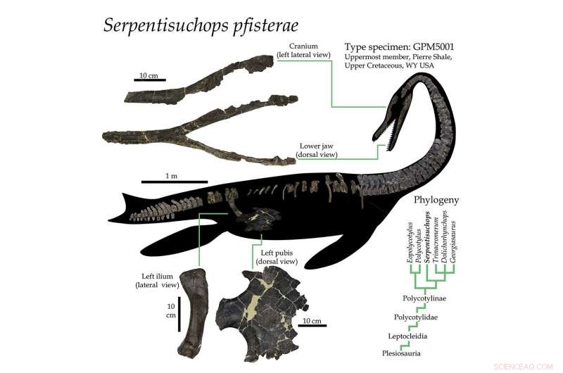 1995 Wyoming Plesiosaur Discovery Reveals Long‑Necked Marine Reptile
