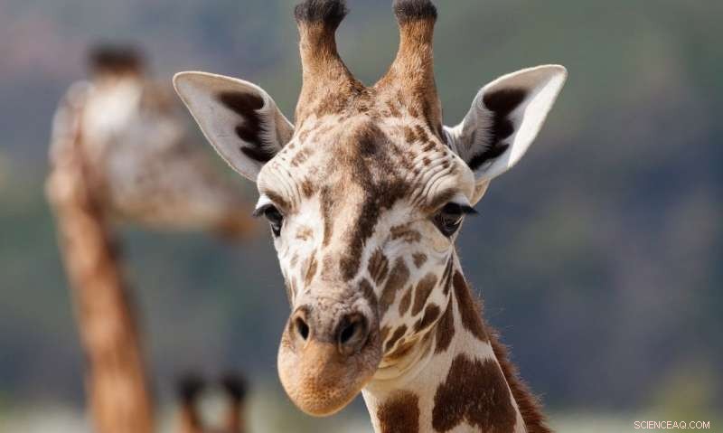 How Diet and Social Interaction Improve Well-Being of Captive Ungulates