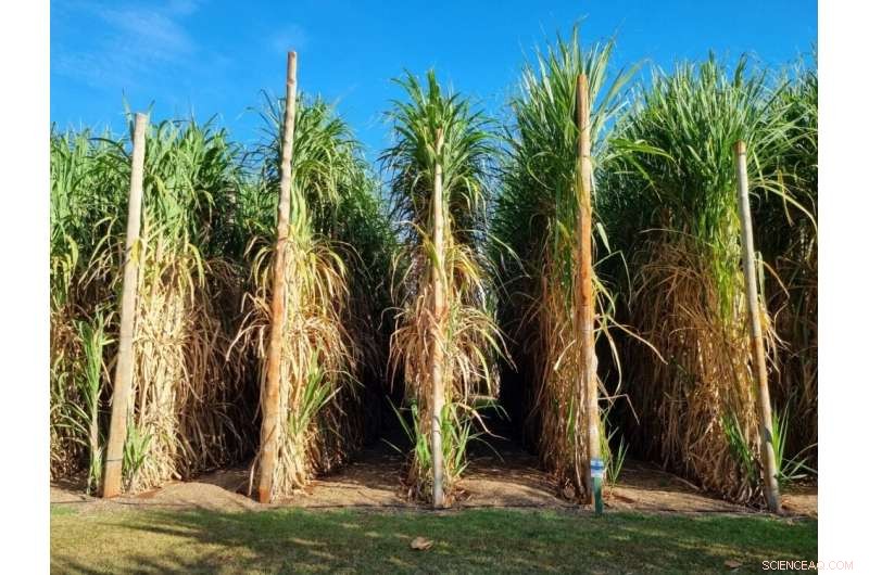 New Genes Uncovered That May Boost Sugarcane s Resistance to Pests, Cold, and Drought