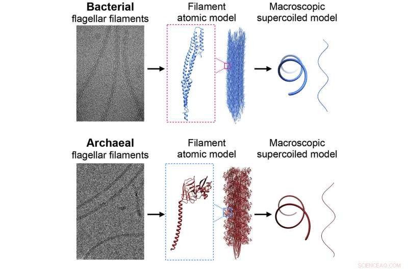 New Study Resolves 50-Year Mystery: How Bacteria Propel Themselves