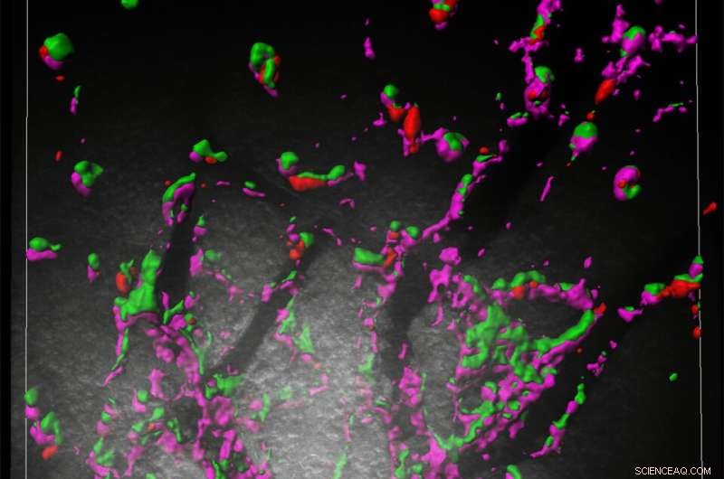 From Foe to Friend: How Ancient Viral Genes Shield the Brain from New Threats