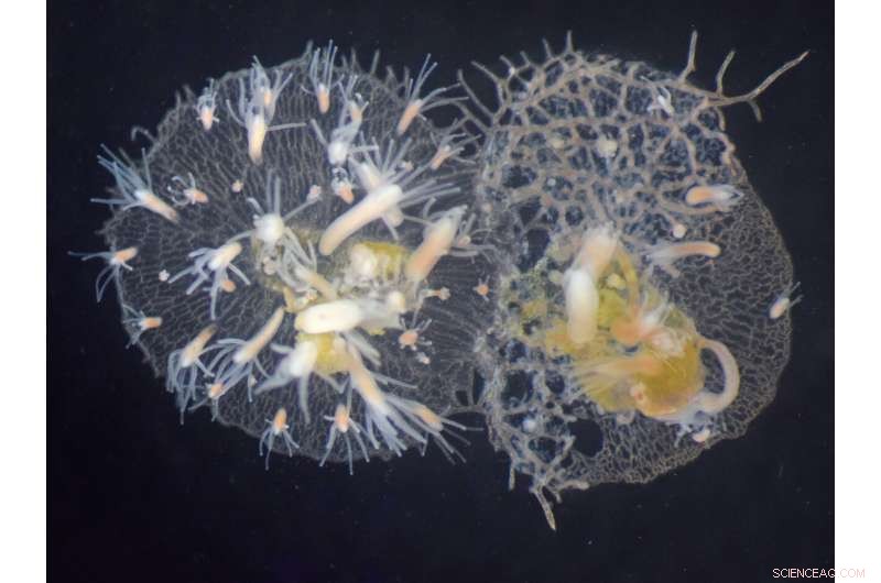 Tiny Marine Invertebrate Genes Reveal Human‑Like Immune Evolution