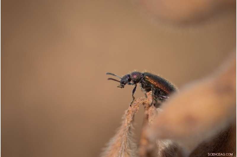Symbiotic Bacteria Shield Beetle Larvae from Pathogenic Fungi