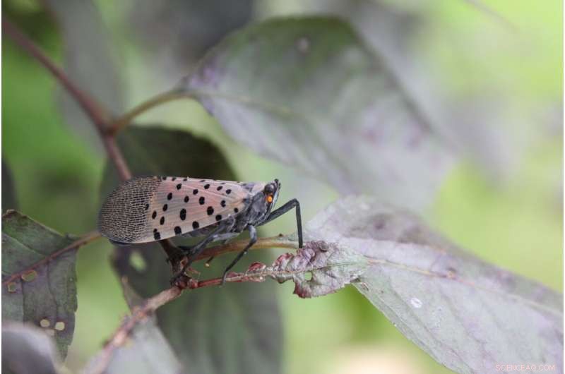 Using Sweet Honeydew to Trap Invasive Spotted Lanternflies and Protect Crops
