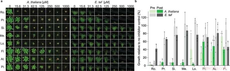 Statins Show Variable Herbicidal Efficacy in Dicot and Monocot Models