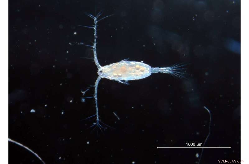 Marine Copepods Rapidly Adapt Genetically to Changing Ocean Conditions