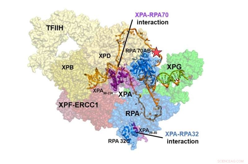 Scientists Uncover How RPA32/RPA70 Interact with XPA to Drive Nucleotide Excision Repair