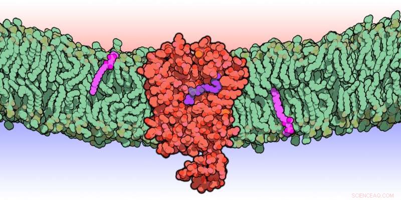 Revealing Lysosome Dynamics: How a Key Protein Manages Lipid Transport