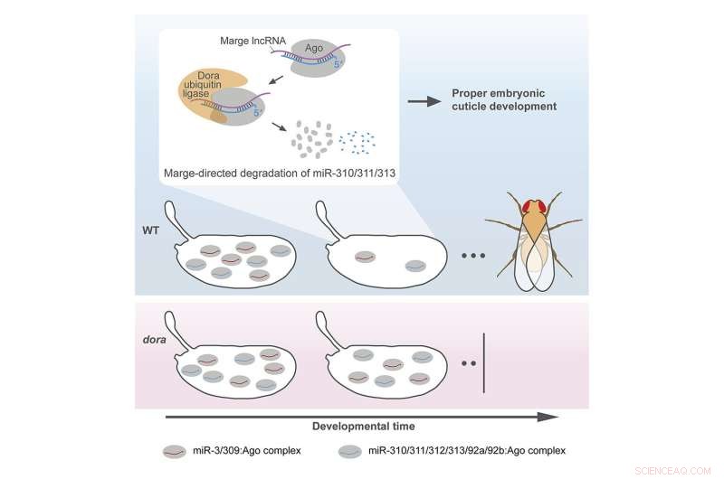 Novel Triggers Discovered in Key Pathway for MicroRNA Degradation